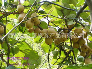 河南省西峽縣獼猴桃 產(chǎn)地直銷，新鮮直達